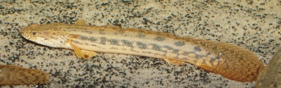Picture of Polypterus ansorgii (1)