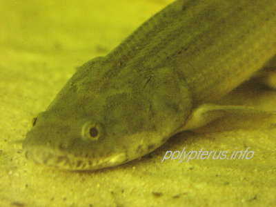 Picture of Polypterus bichir lapradei