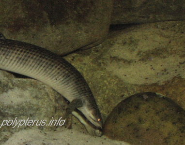 Picture of Polypterus mokelembembe, Mokele Mbembe bichir