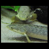 Photo 1 of Polypterus polli