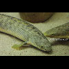 Photo 2 of Polypterus polli