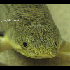 Photo 3 of Polypterus polli