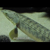 Photo 5 of Polypterus polli