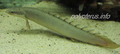 Picture of Polypterus senegalus senegalus, Senegal bichir