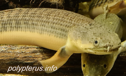 Picture of Polypterus palmas, Shortfin bichir