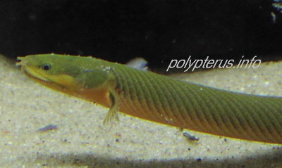 Picture of Erpetoichthys calabaricus, Ropefish / Reedfish